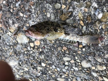 6/27　ちょい投げ釣り、ジギング